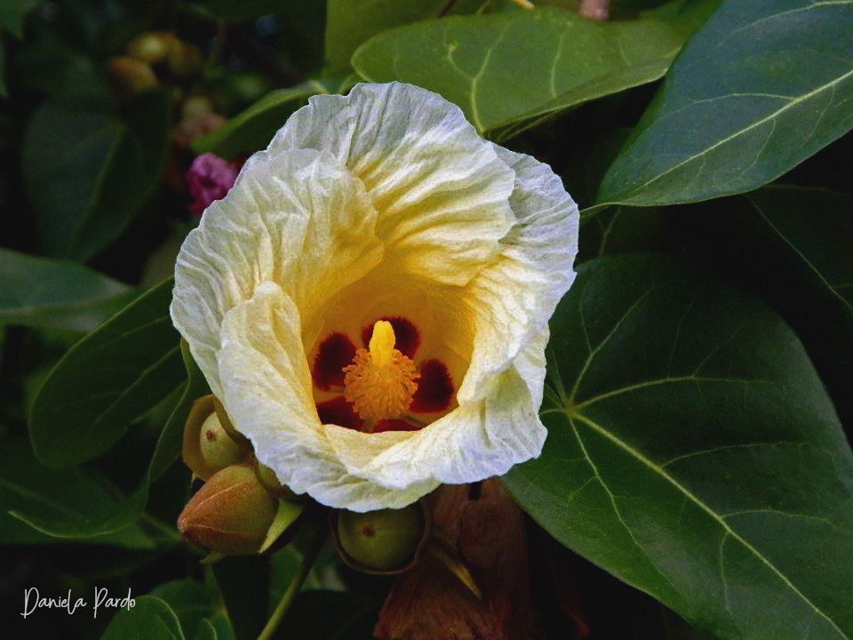 una flor dentro de ptra flor.jpg