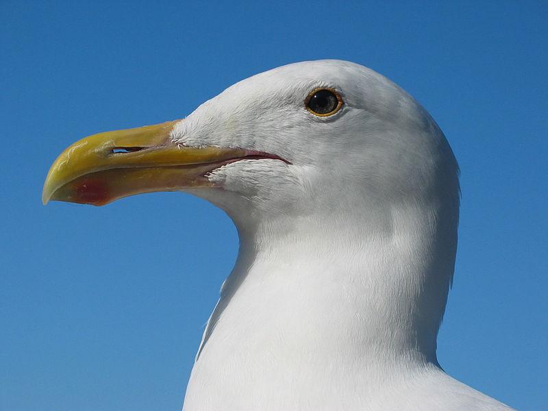 800px-Gull_portrait_ca_usa.jpg