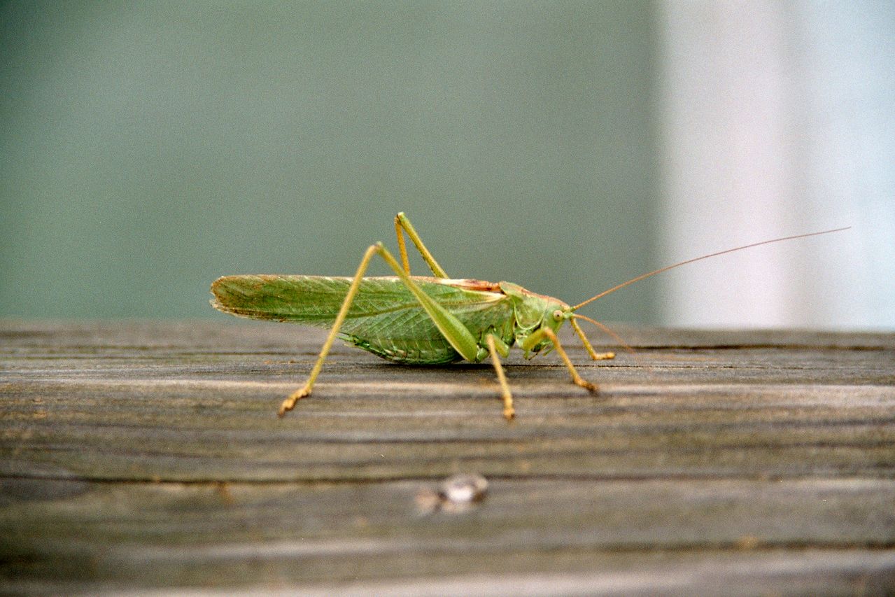 grasshopper-1514874-1279x852.jpg