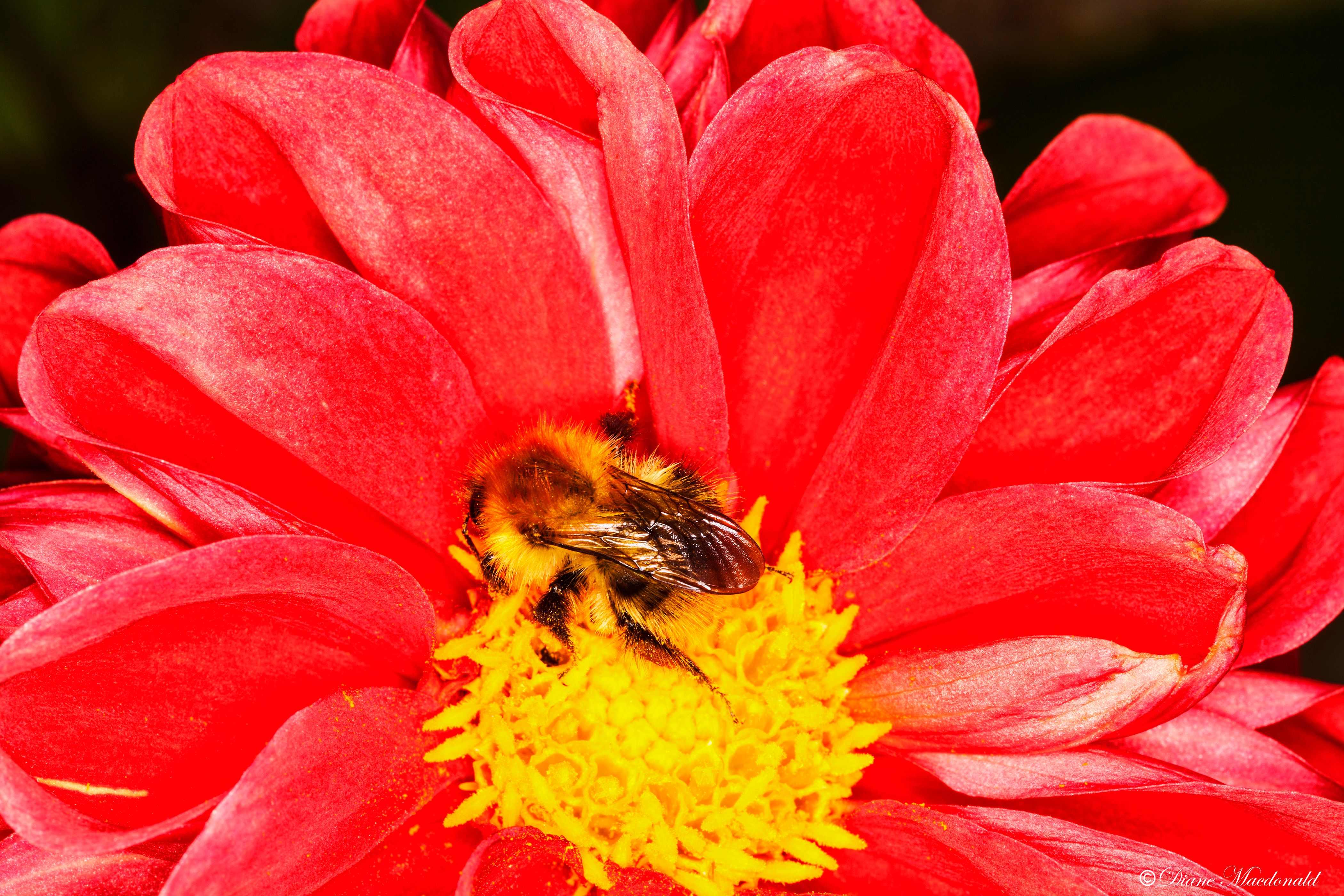 istock bee flower.jpg