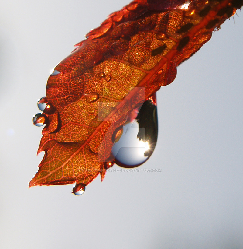 fall_drips_by_palominodweezil-d29nby1.jpg