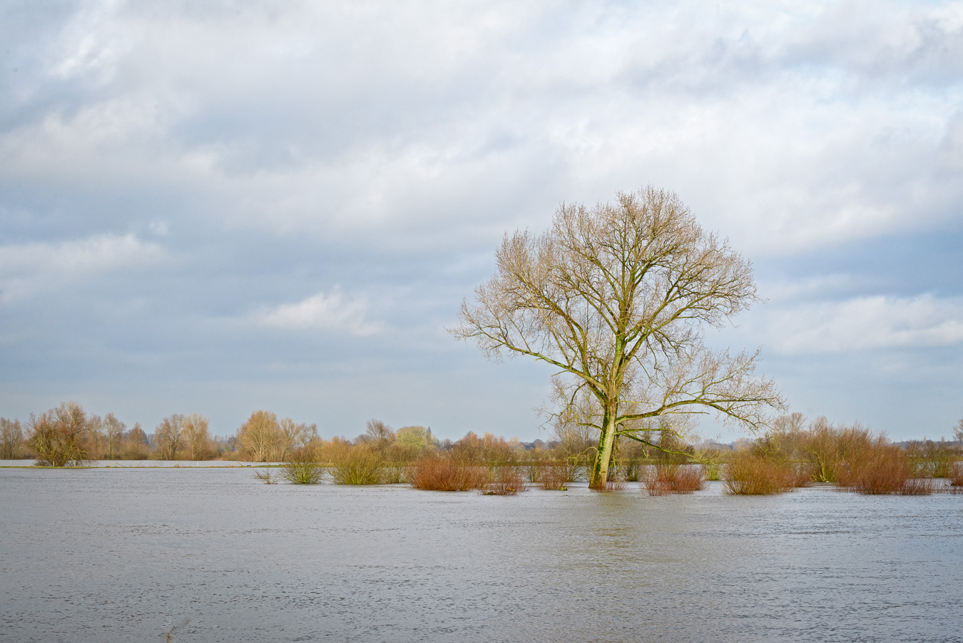 Tree on the banks of the flooded river IJssel