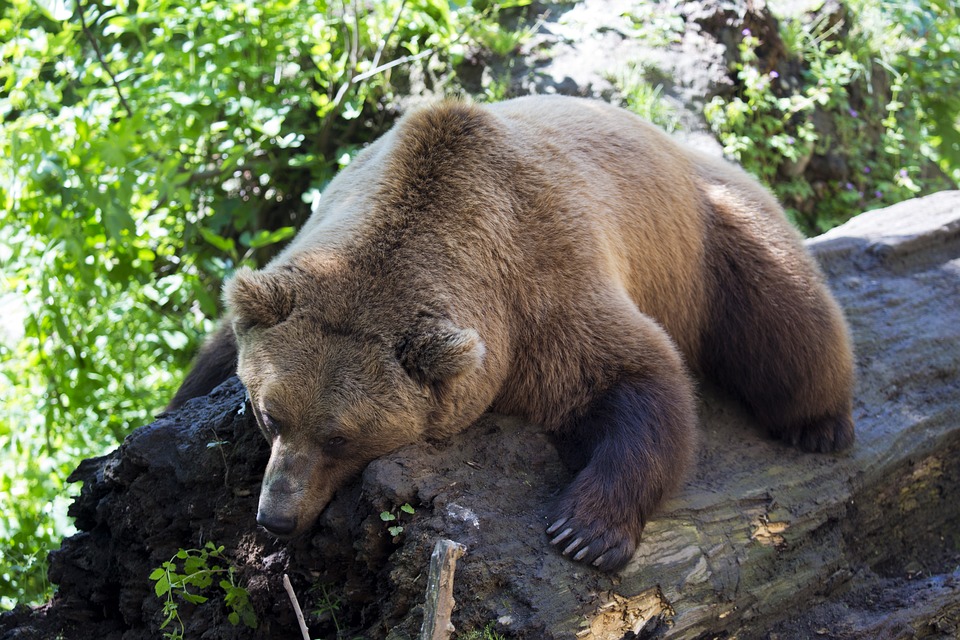 european-brown-bear-1477814_960_720.jpg