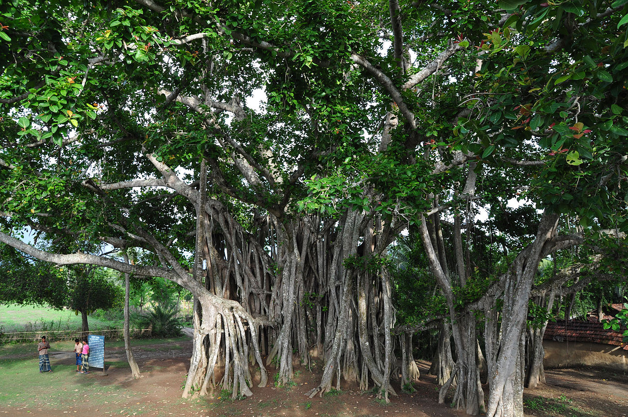 1280px-Banyan_tree-2.jpg