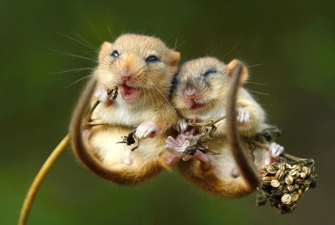 dormice-snuggle.jpg.653x0_q80_crop-smart1.jpg