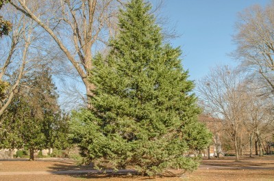 cedar-tree2-400x265.jpg
