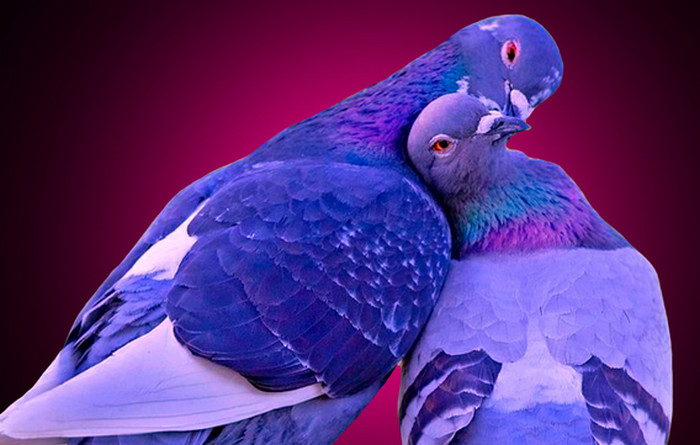 bird kissing.jpg