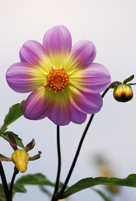Flower-Large-Flowers-Purple-Garden-Dahlia-Colorful-357151.jpg