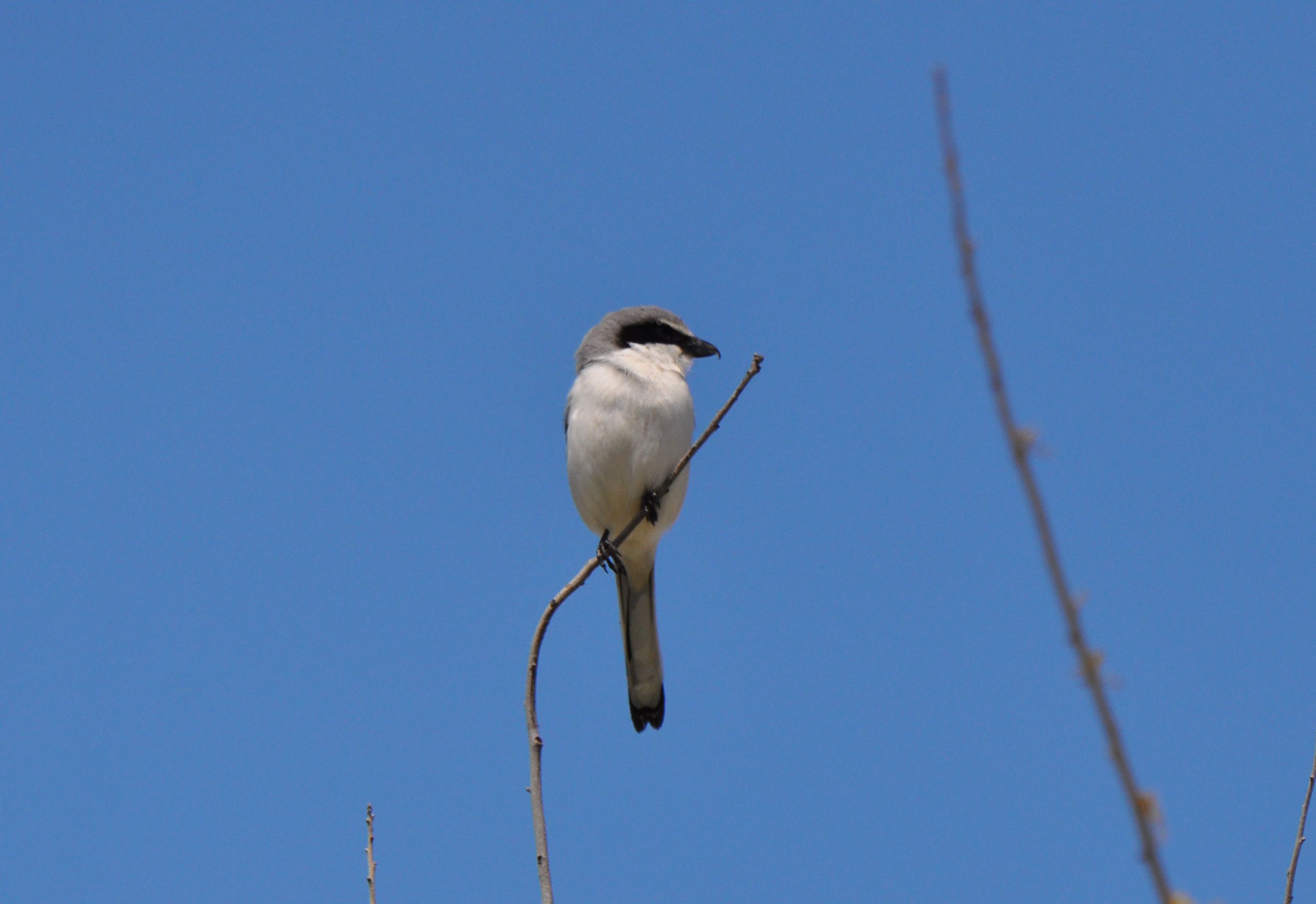 1DSC_3536 copy Shrike.jpg