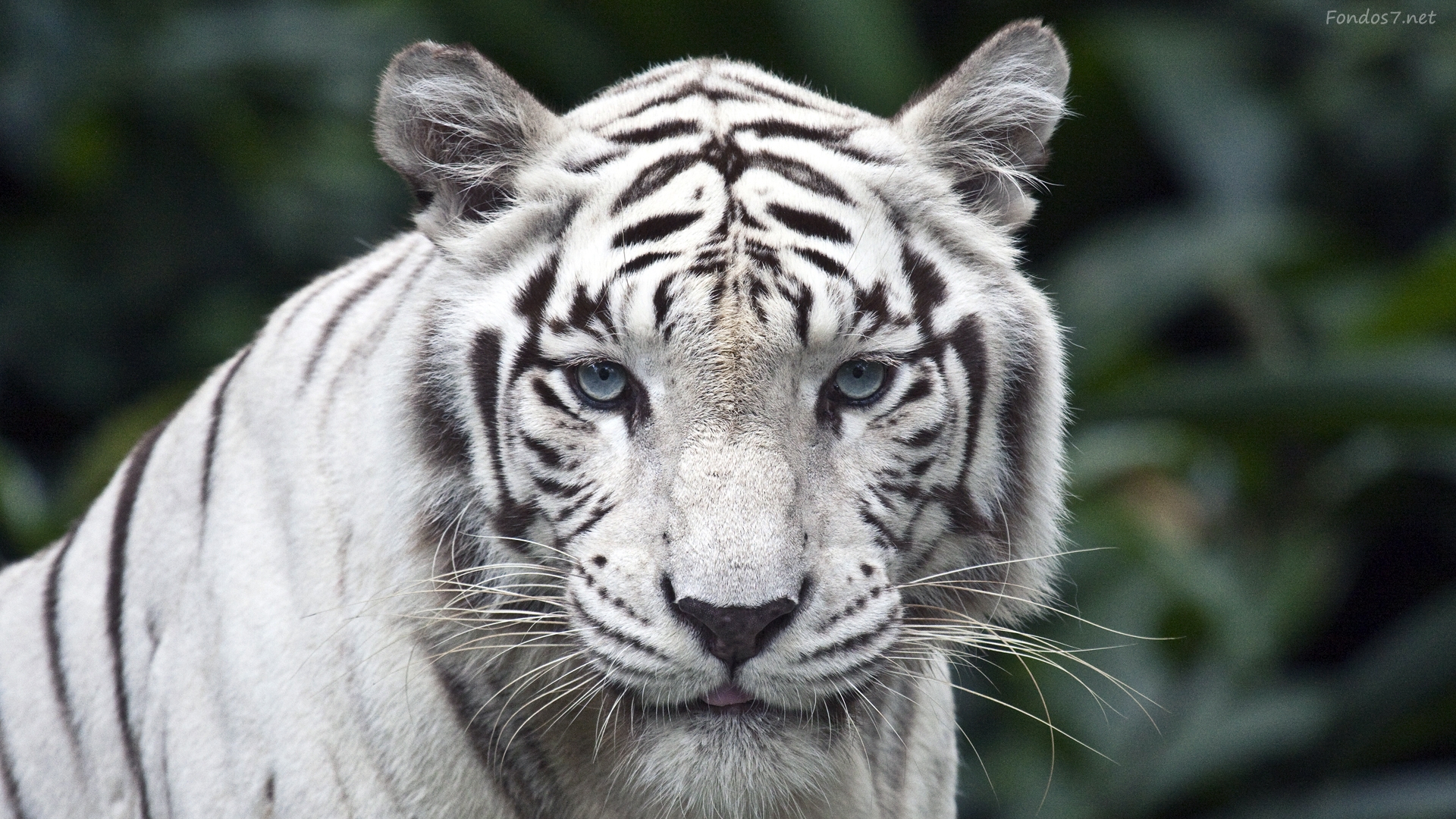 tigre-blanco-845_jmclub2.jpg
