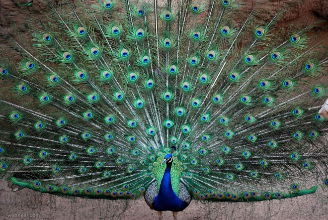 14-beautiful-peacock-feather-photo.preview.jpg