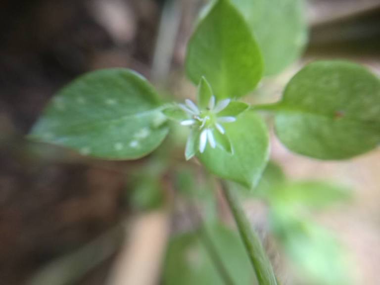 chickweed2.jpg