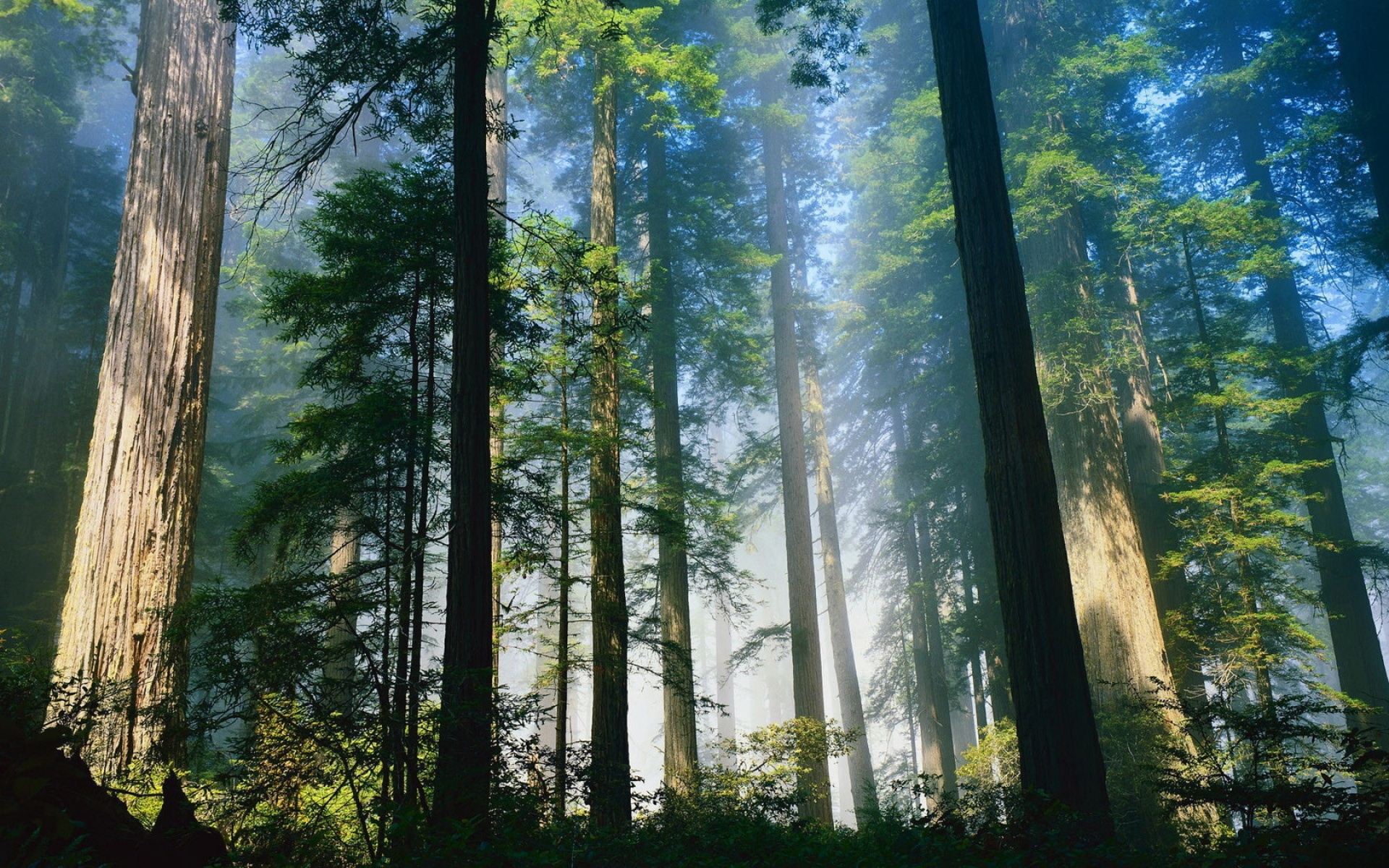 trees_wood_fog_morning_awakening_summer_57476_1920x1200.jpg