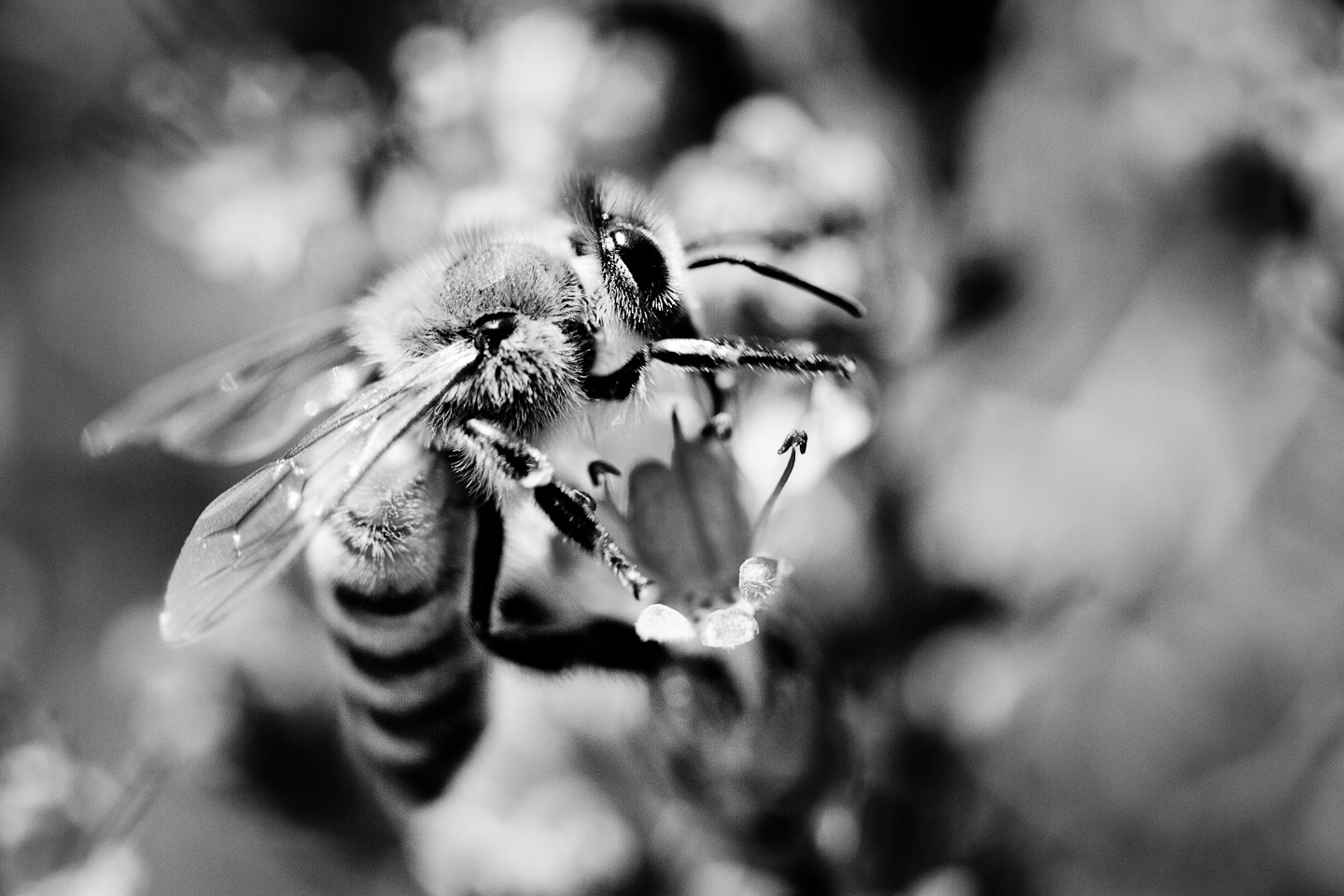 VÃ½sledek obrÃ¡zku pro bee bw