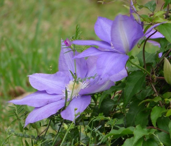 Purple Flower 561X480.jpg