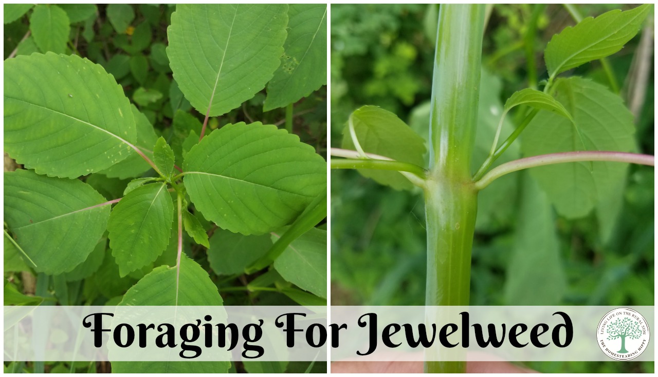 jewelweed google.jpg