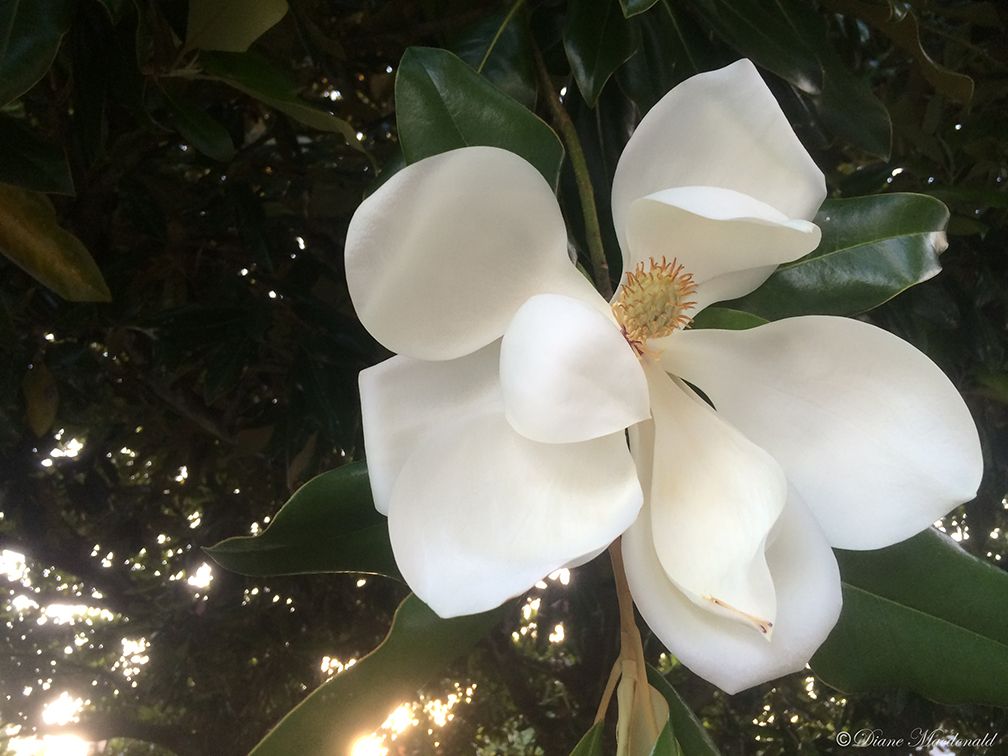 magnolia grandiflora.JPG