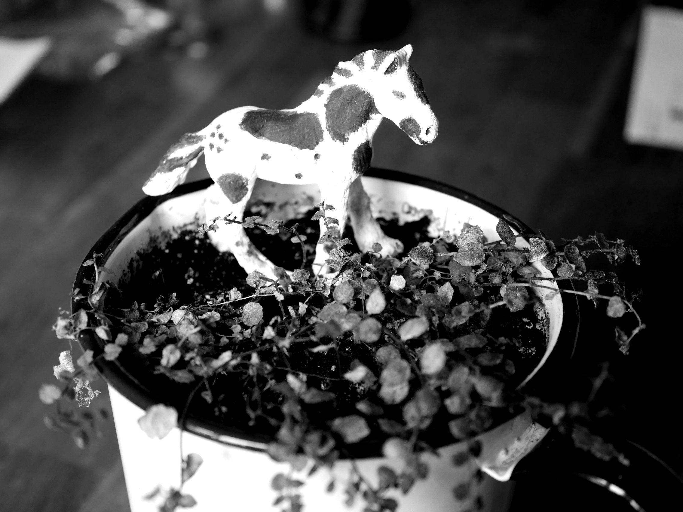 horse_P1100675.JPG