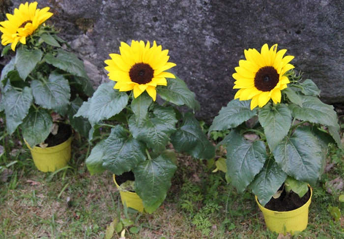 How to Plant and Maintain Sunflower  Steemit