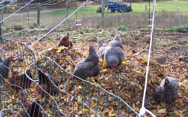 Layers in leaf pile3 crop Nov. 2014.jpg