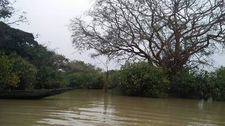 ratargul (4).jpeg