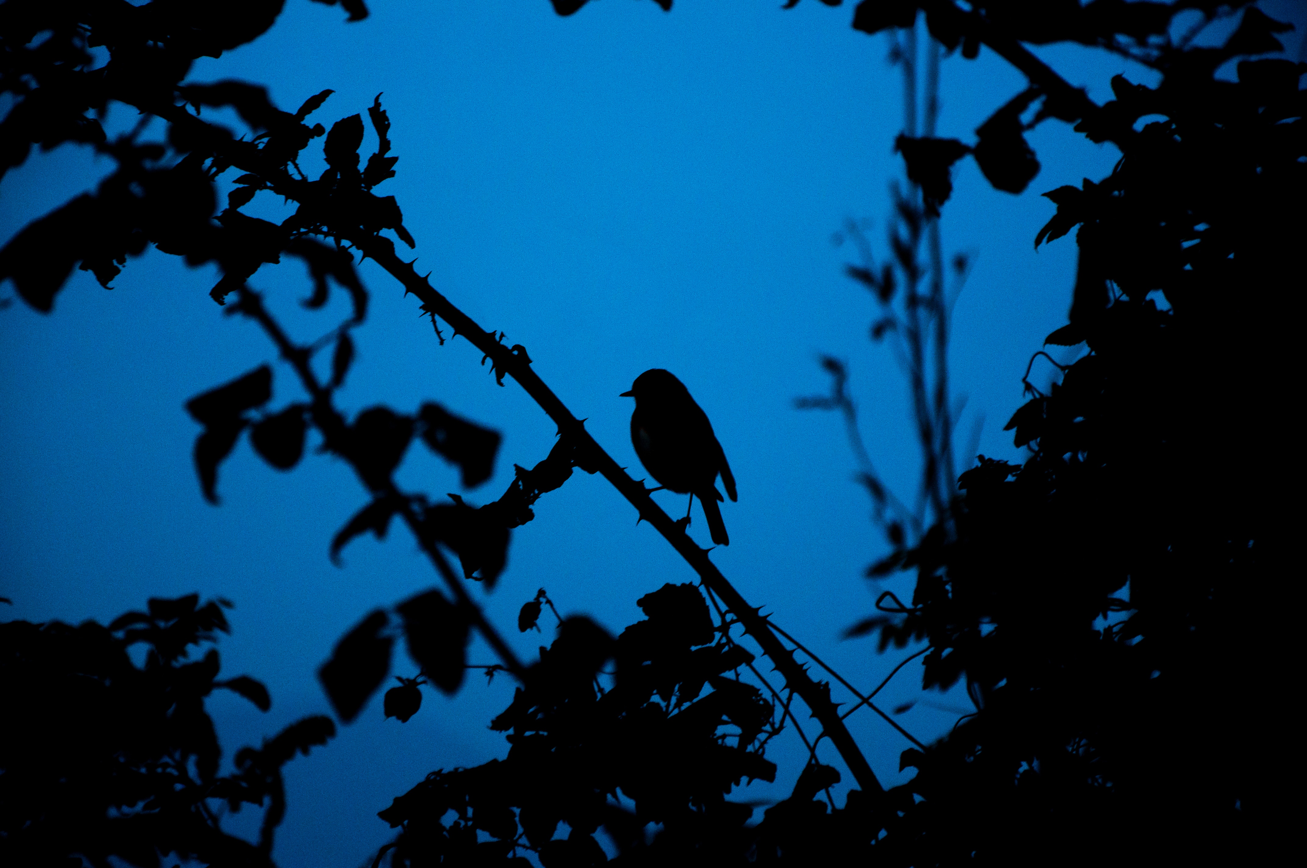 Крик птиц весной. Силуэты птиц ночь. Силуэты птиц пейзаж. Силуэт дерева с птицами. Силуэт птицы лес.