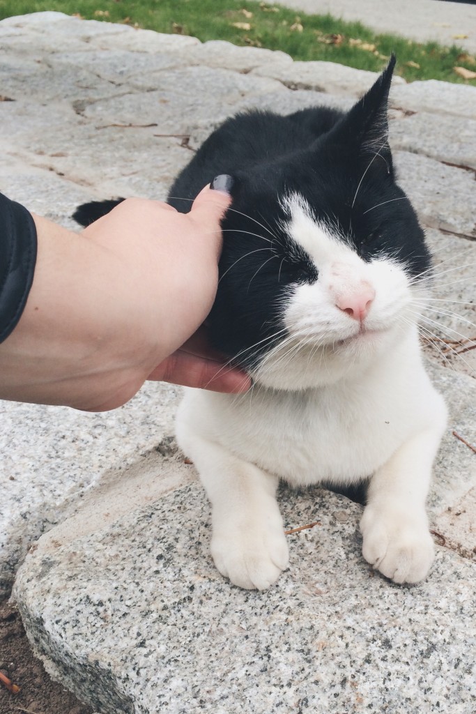 black-and-white-cat-pet-683x1024.jpg