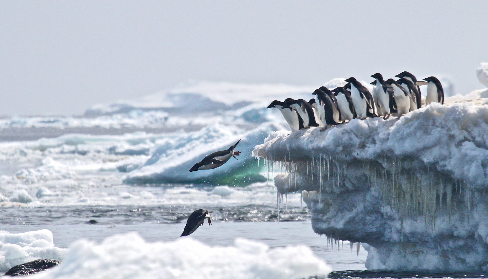 adelie_penguins_ice_1600.jpg