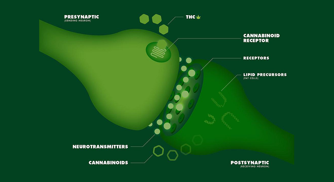 thc-side-effects-endocannabinoid-system.jpg