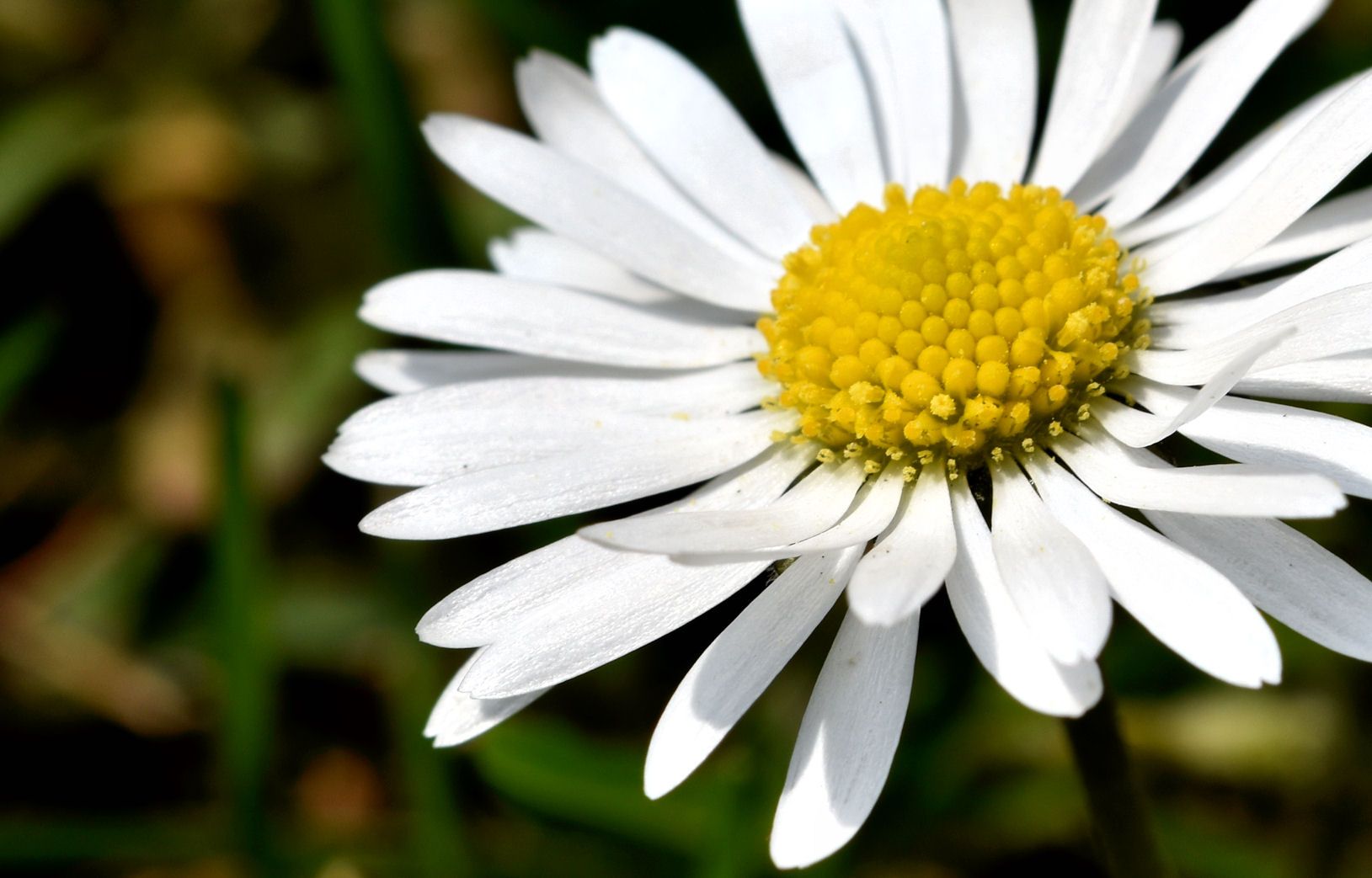 daisy macro.jpg