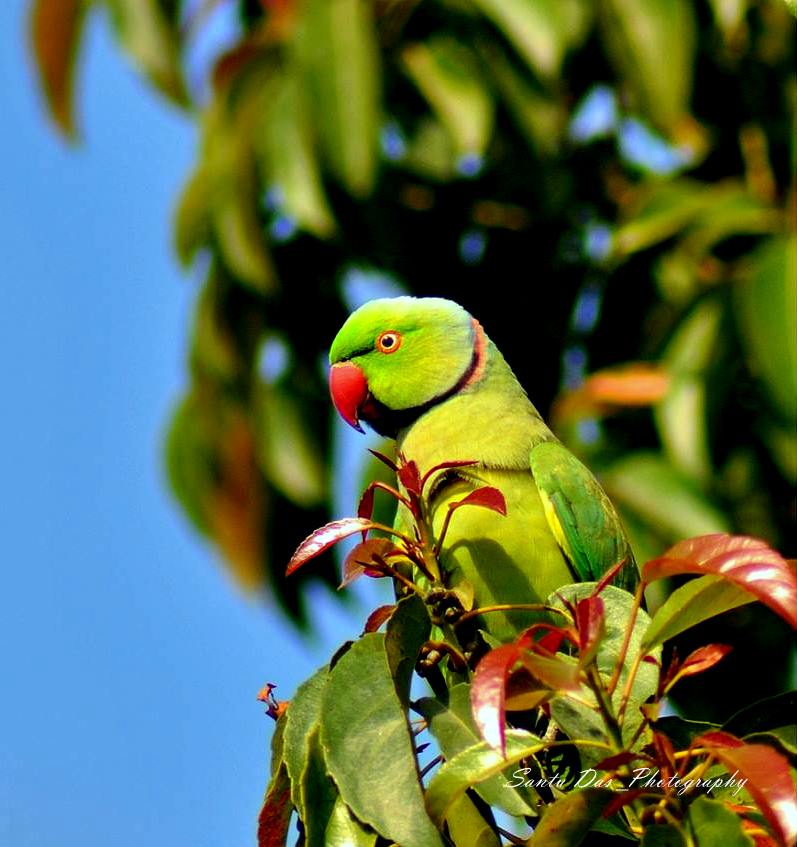 ring-necked parakeets.jpg