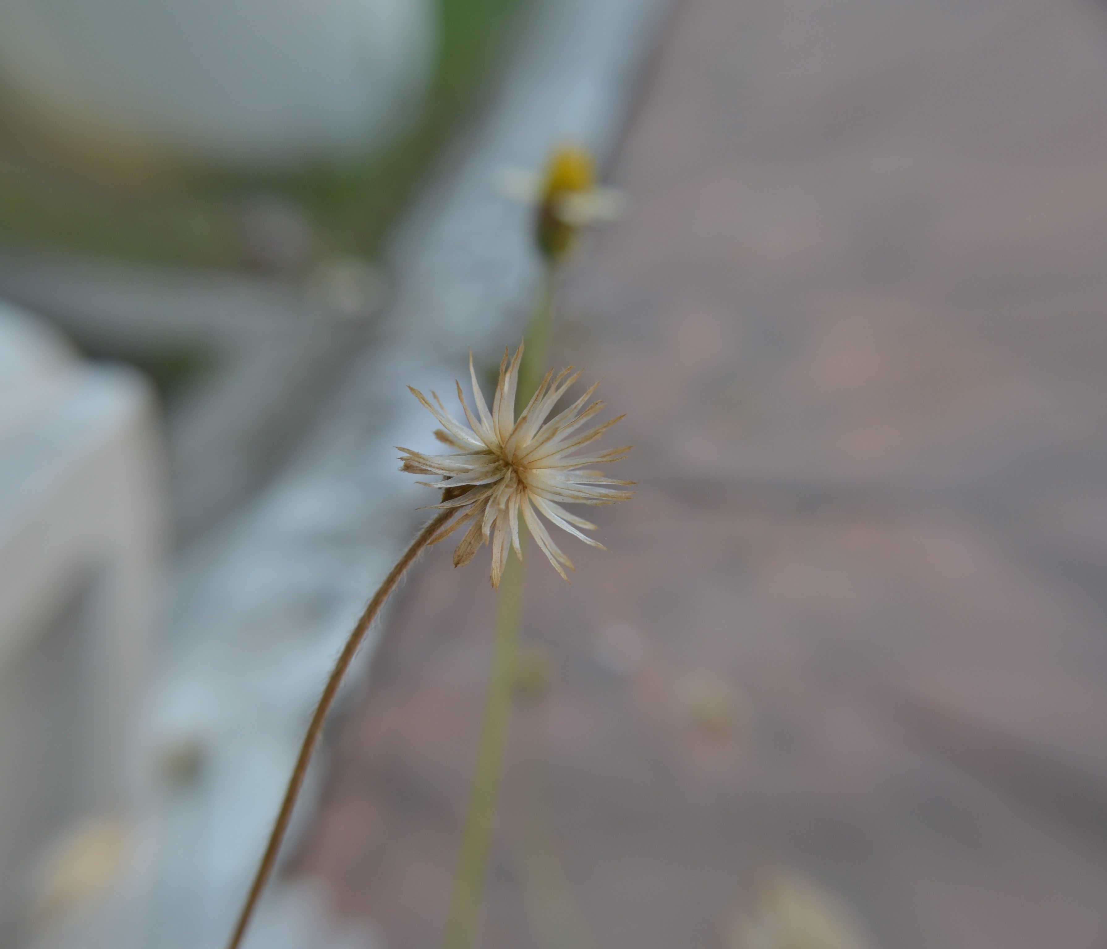 dandelion-2192.jpg