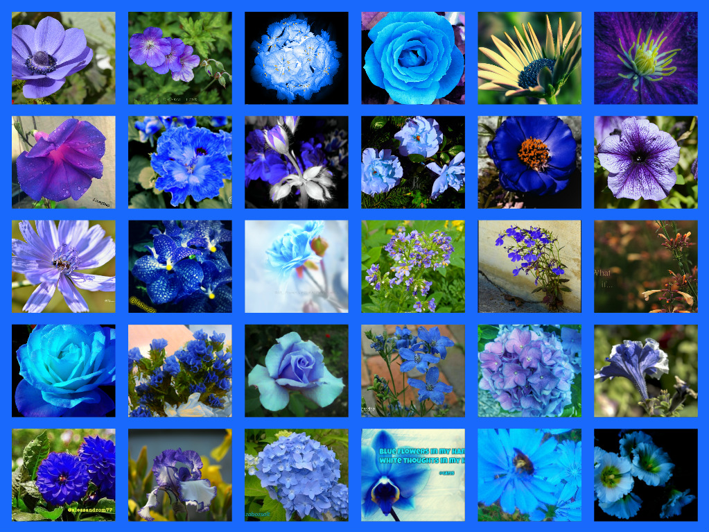 collage blue.jpg
