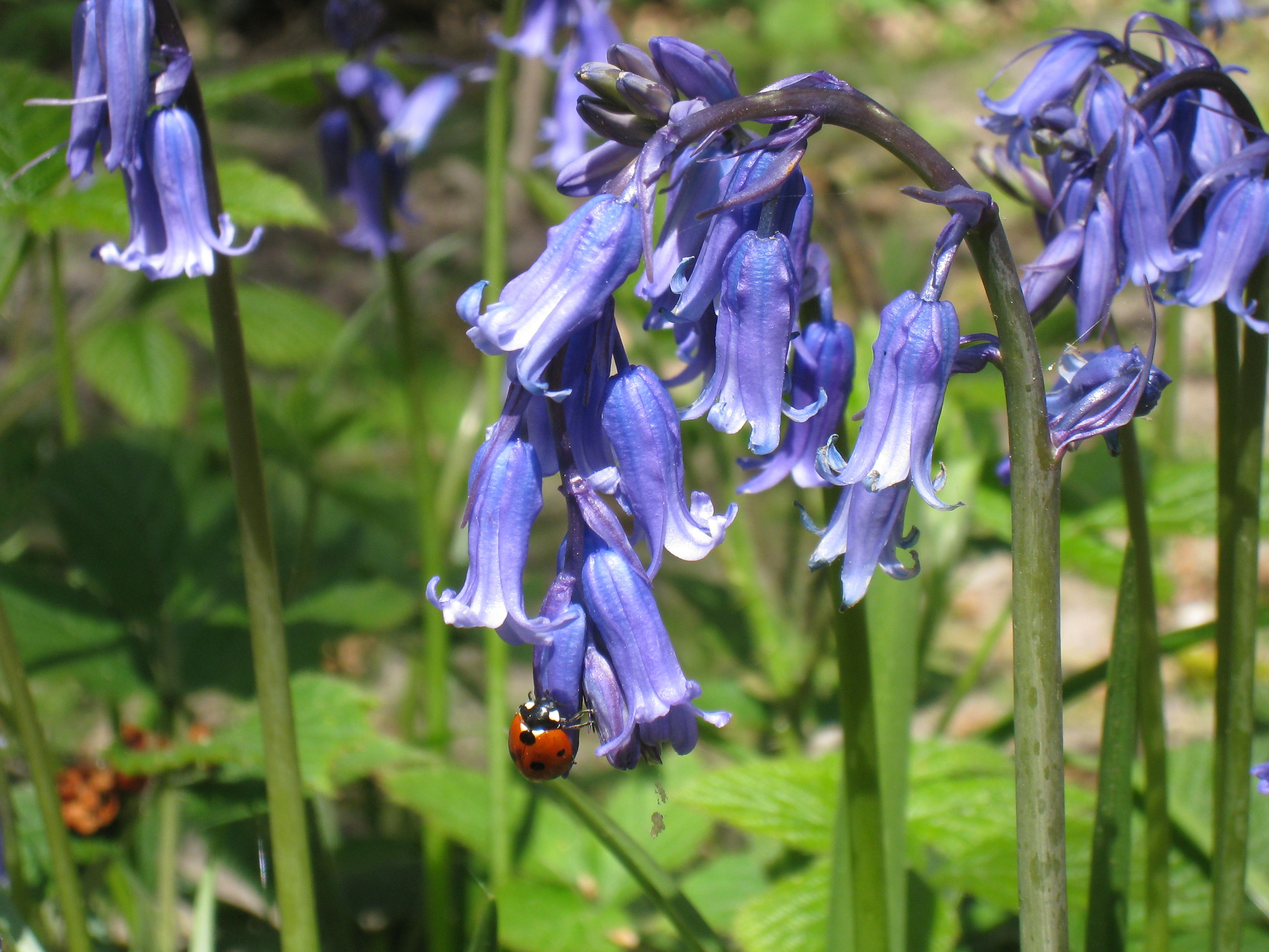 Bluebells and ladybird.JPG