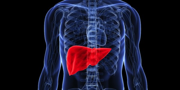 liver-600x300.jpg