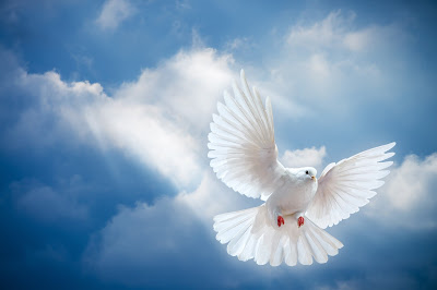 dove-peace-sky-pigeon-white.jpg