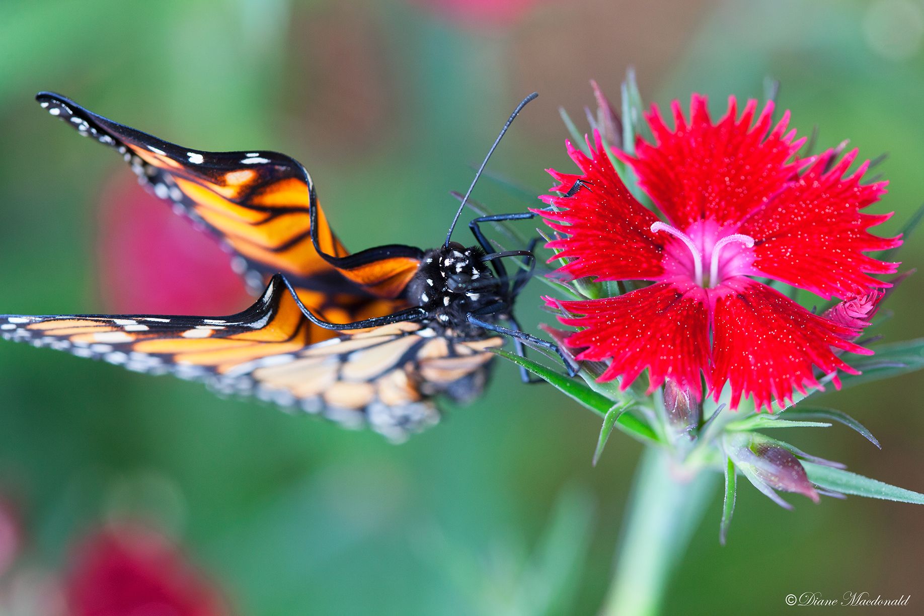 butterfly on flower.jpg