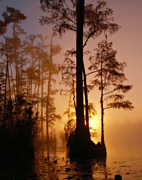 okefenokee-swamp-86611_960_720.jpg