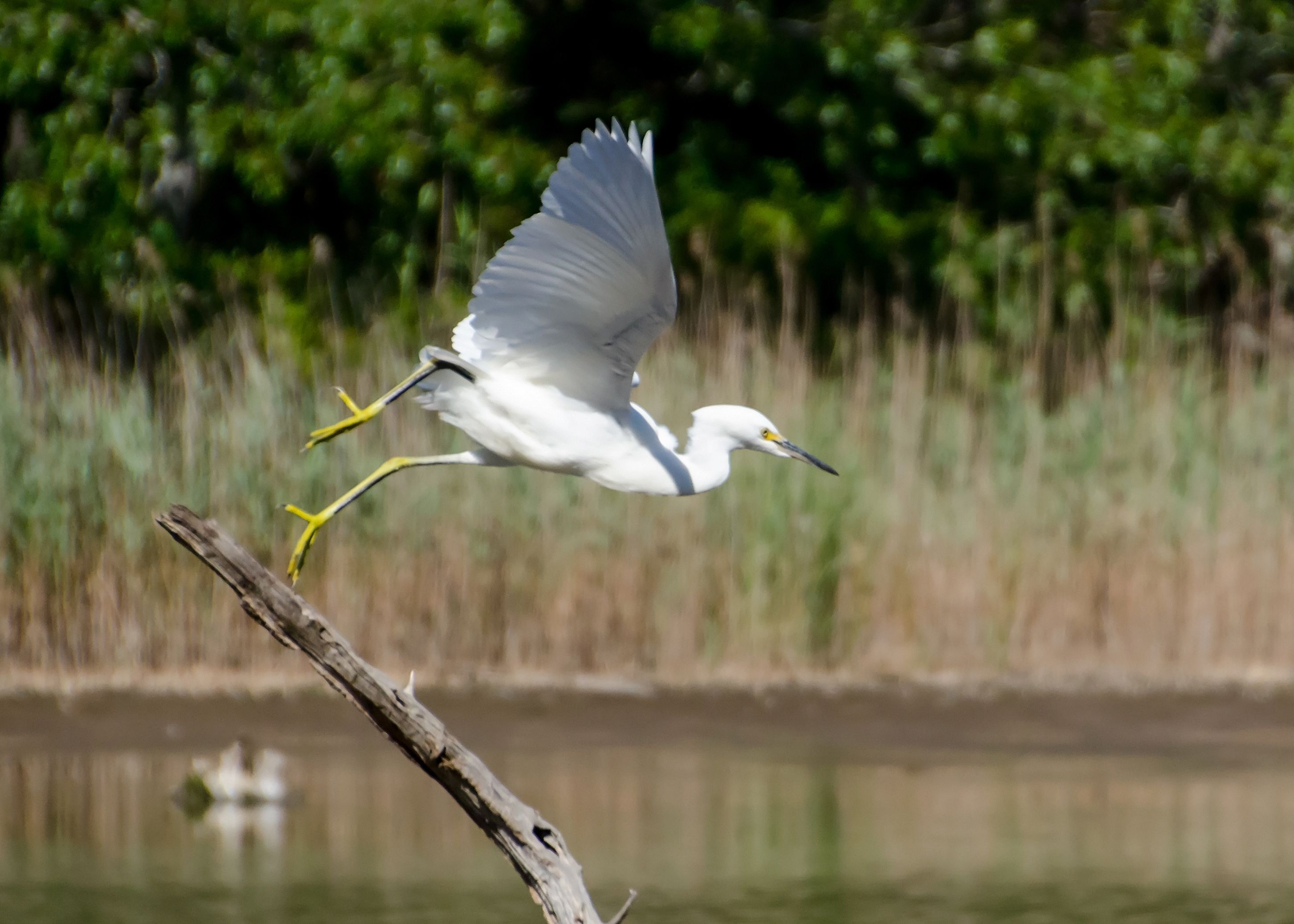 Snowy Egret.jpg