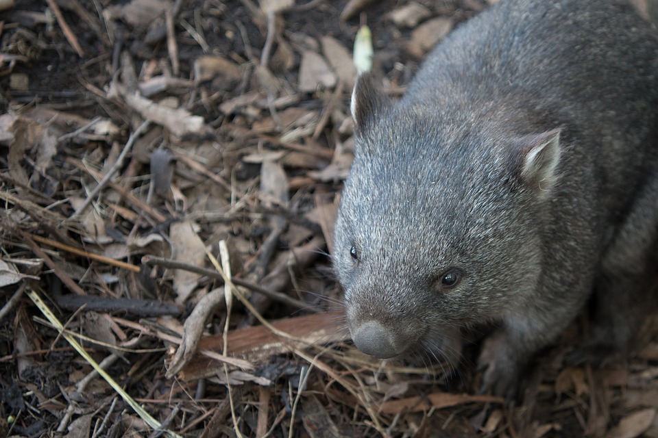 wombat-2385693_960_720.jpg
