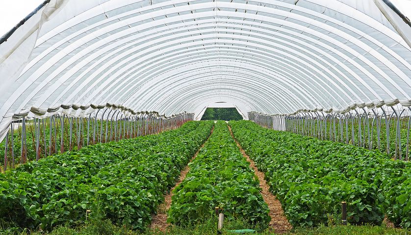 strawberry-field-3318639__480.jpg