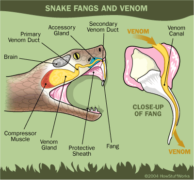 snake-venom.gif