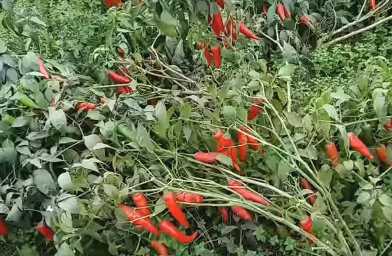 red chilies.png