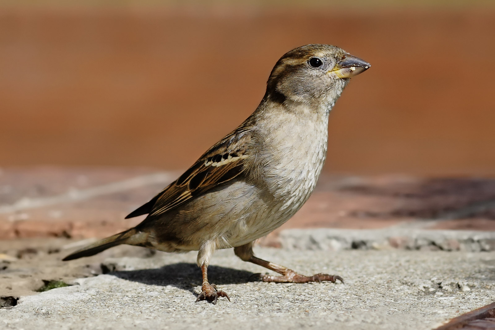 House_sparrow04.jpg