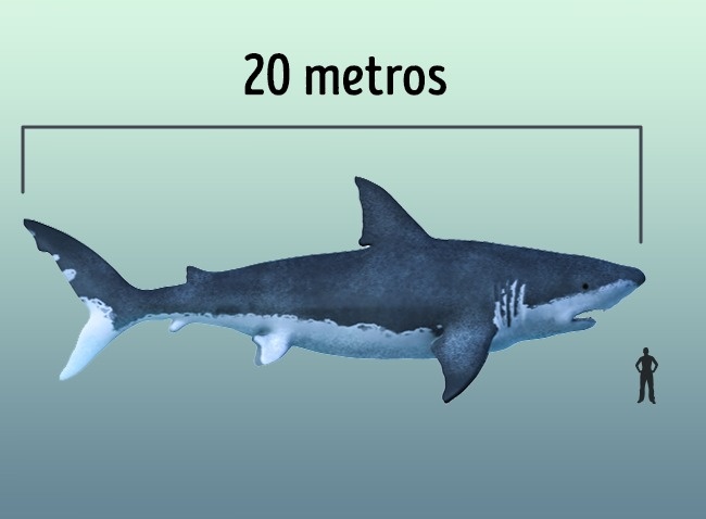 megalodon.jpg