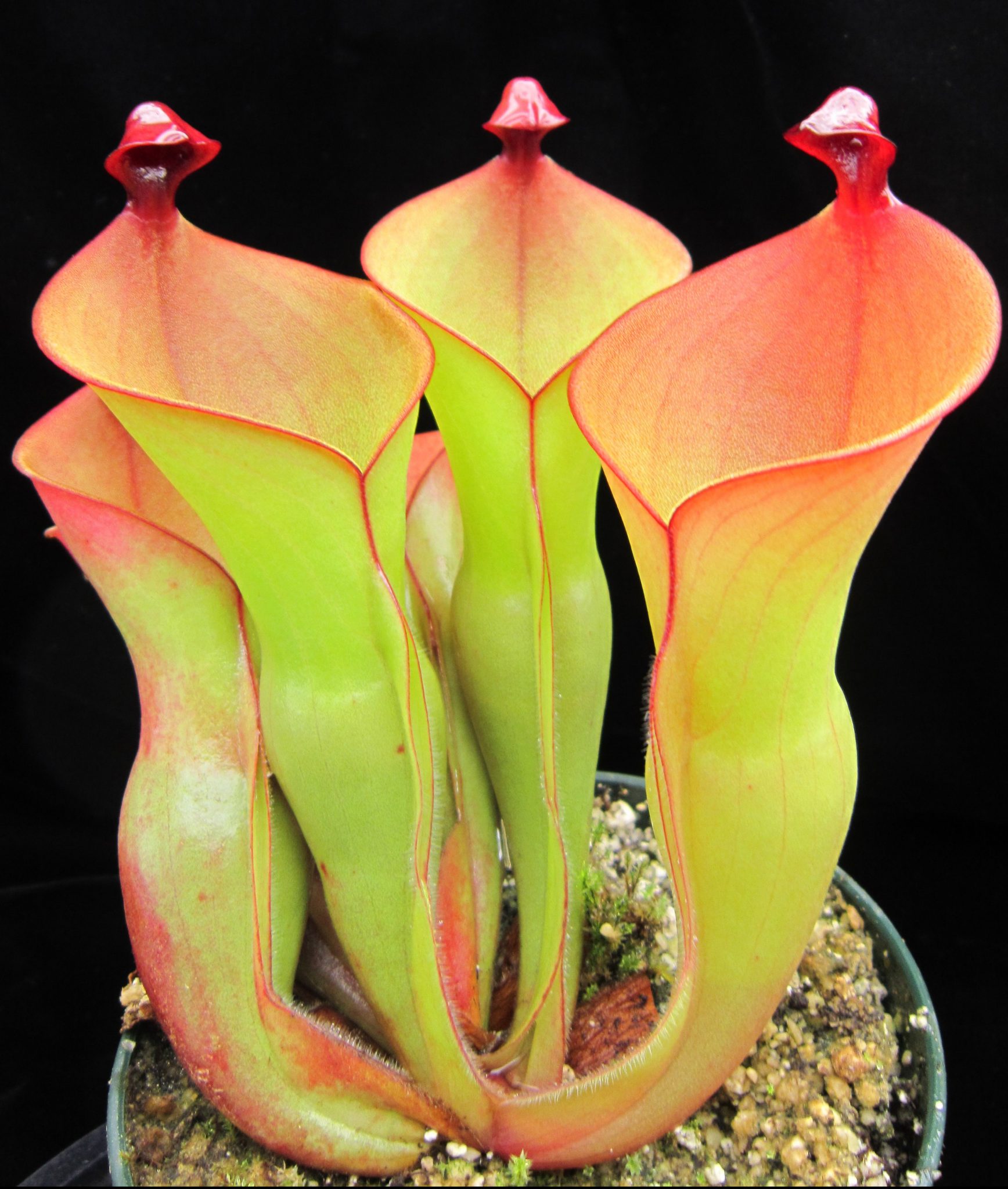 threatened-and-endemic-wildlife-of-the-philippines-4-pitcher-plant