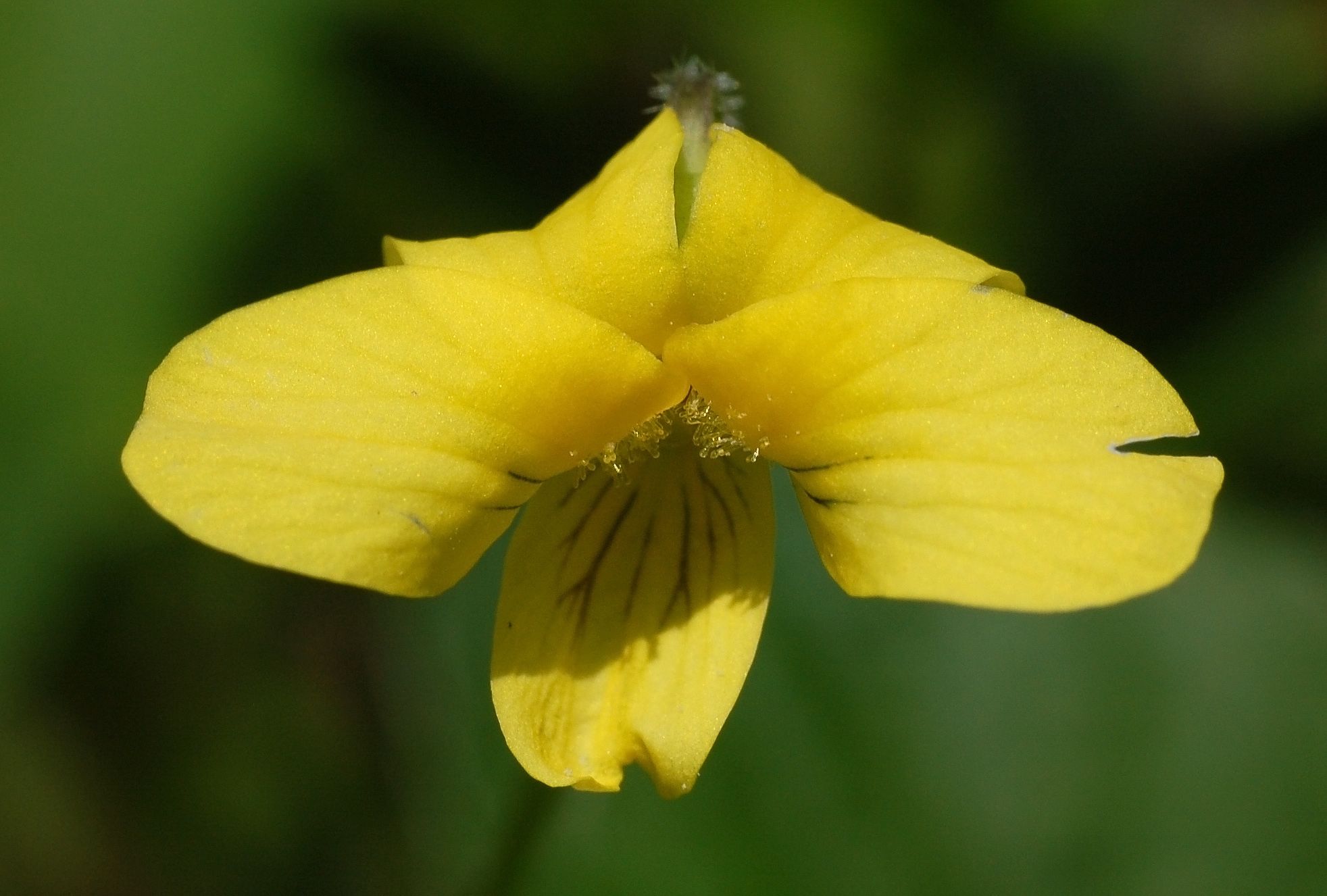 Viola_pubescens_Flower_1964px.jpg