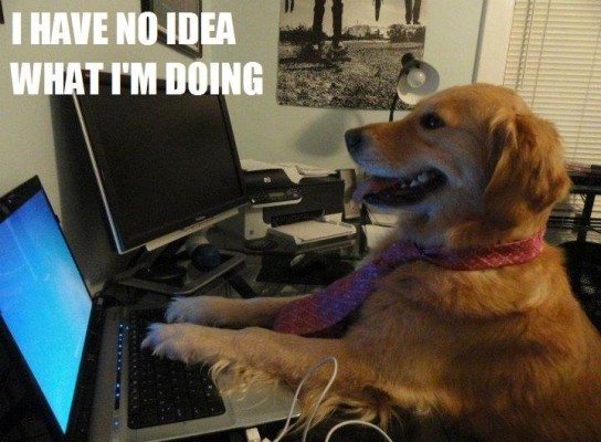 i-have-no-idea-what-i-am-doing-dog.jpg