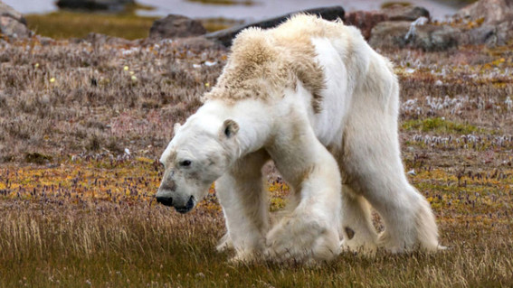 oso-polar-extincion-medium.jpg