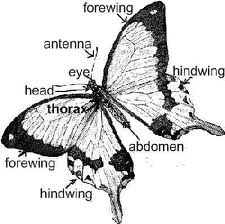 Biology of butterflies.jpg